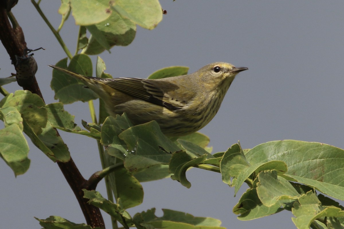 Cape May Warbler - ML623923228