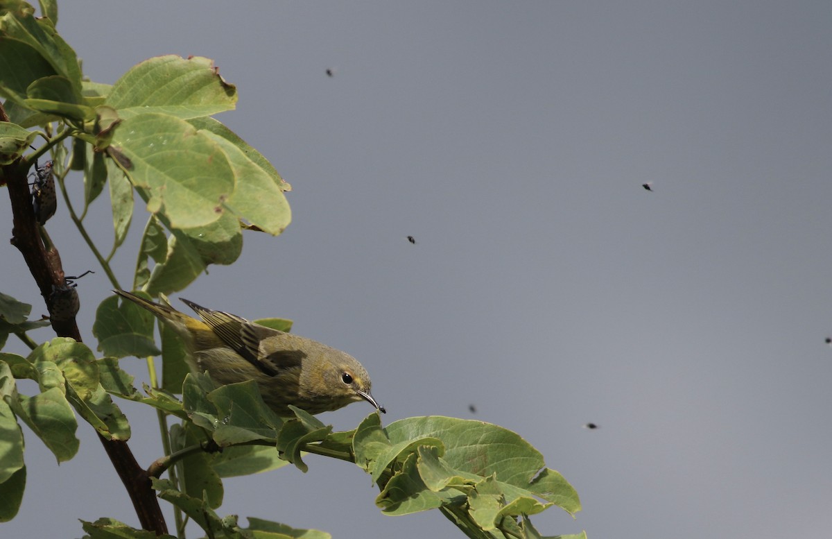 Cape May Warbler - ML623923231