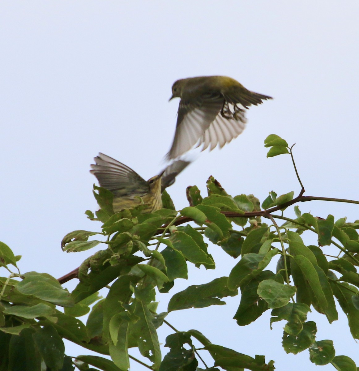 Cape May Warbler - ML623923235