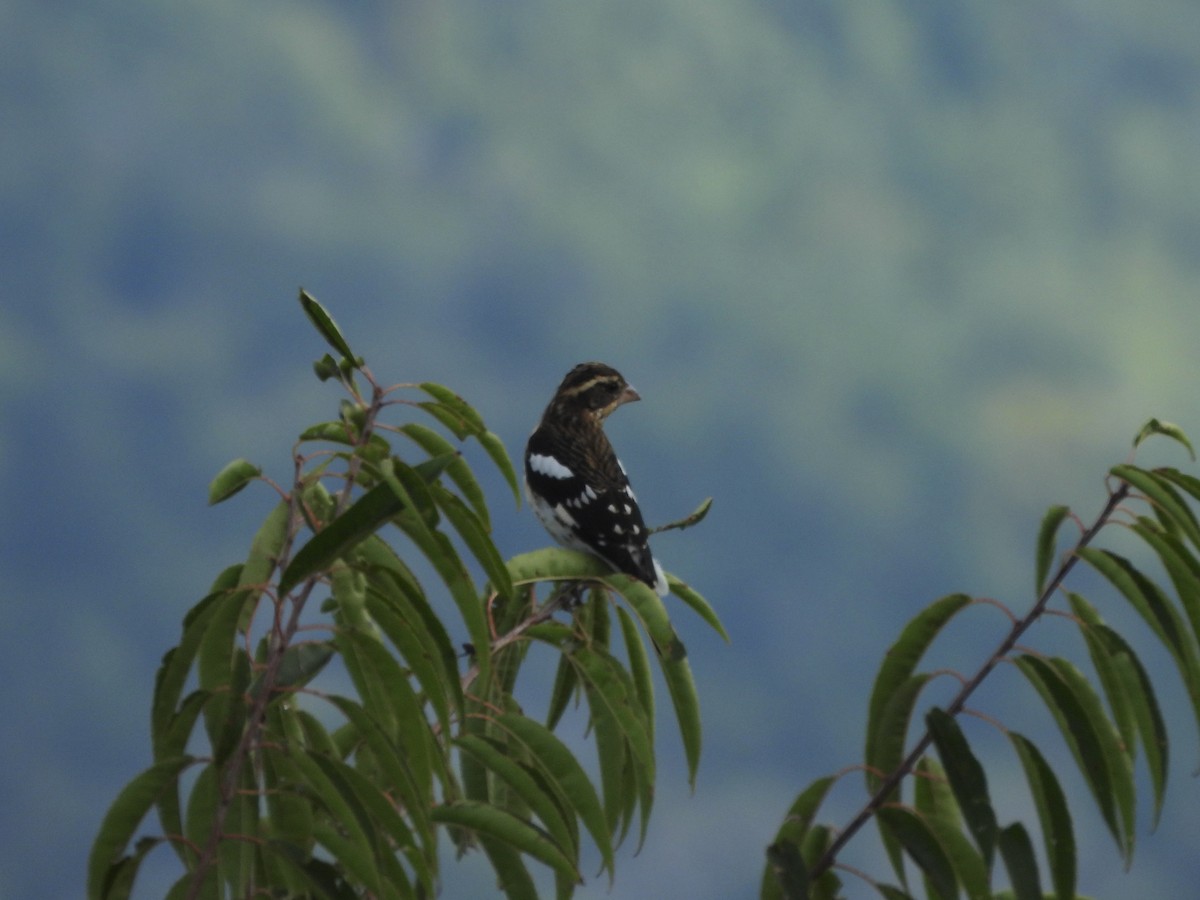 Rose-breasted Grosbeak - ML623923240