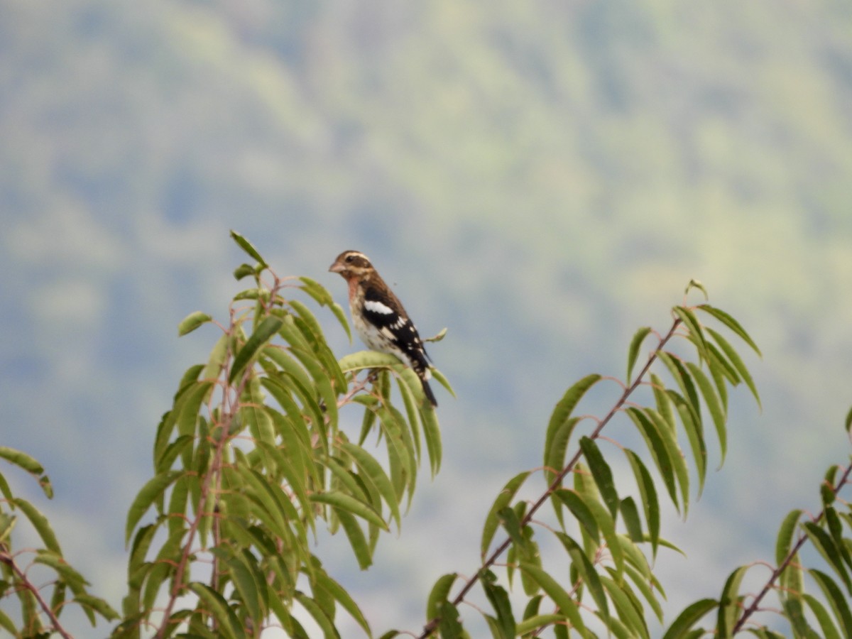 Rose-breasted Grosbeak - ML623923242