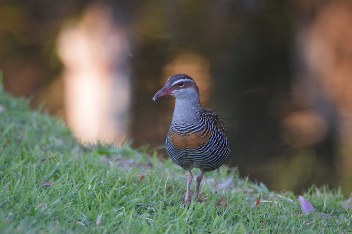 Buff-banded Rail - ML623923254