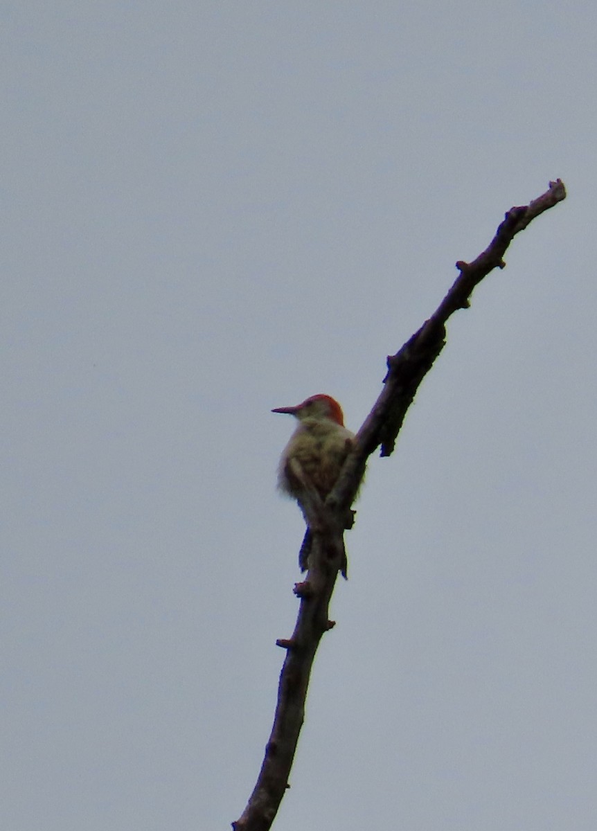 Red-bellied Woodpecker - ML623923258