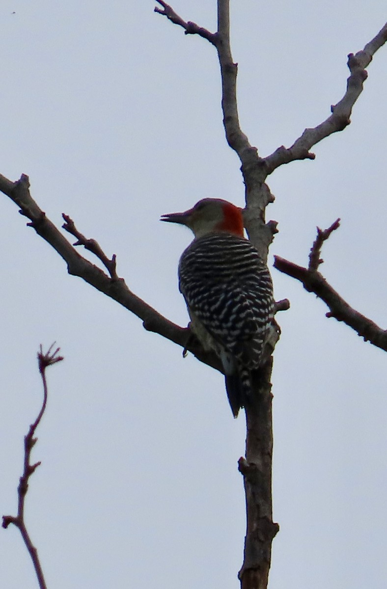 Red-bellied Woodpecker - ML623923259