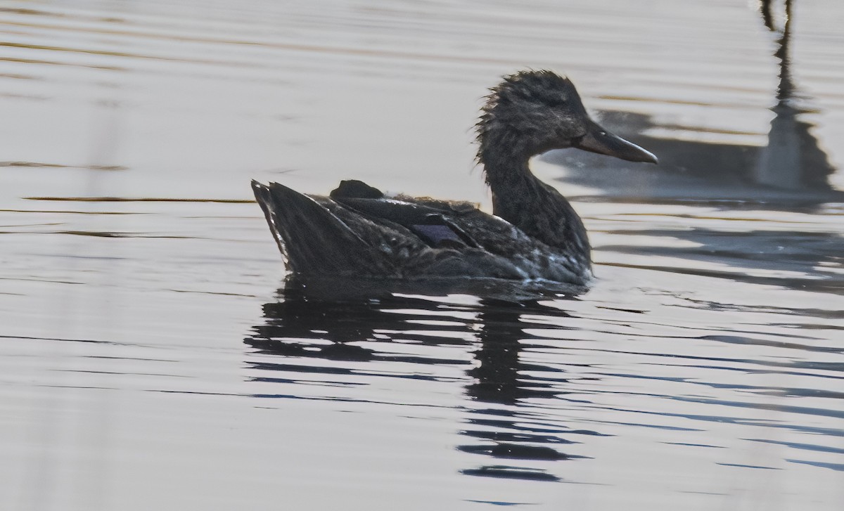 American Black Duck - ML623923293