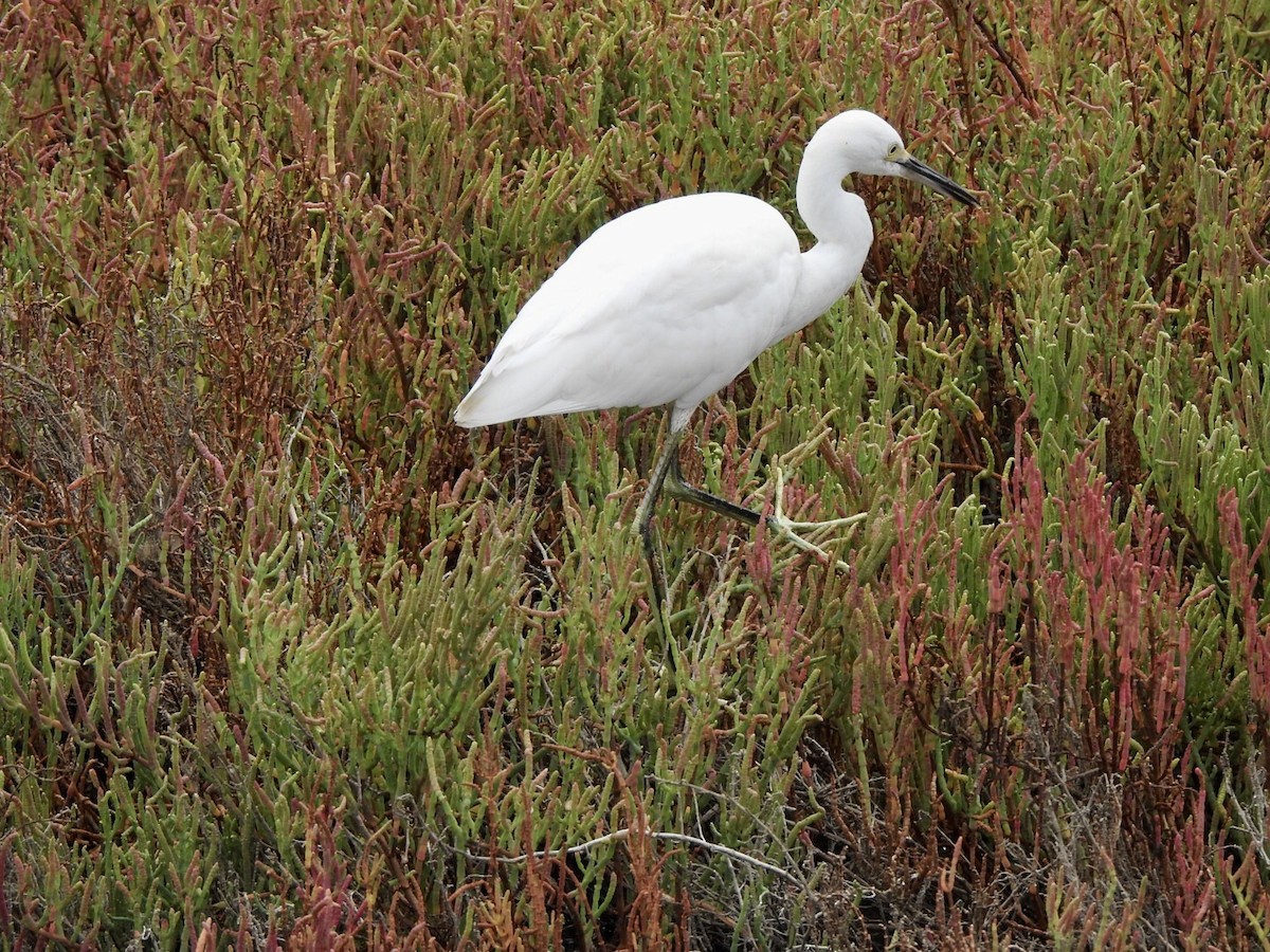 Snowy Egret - ML623923295