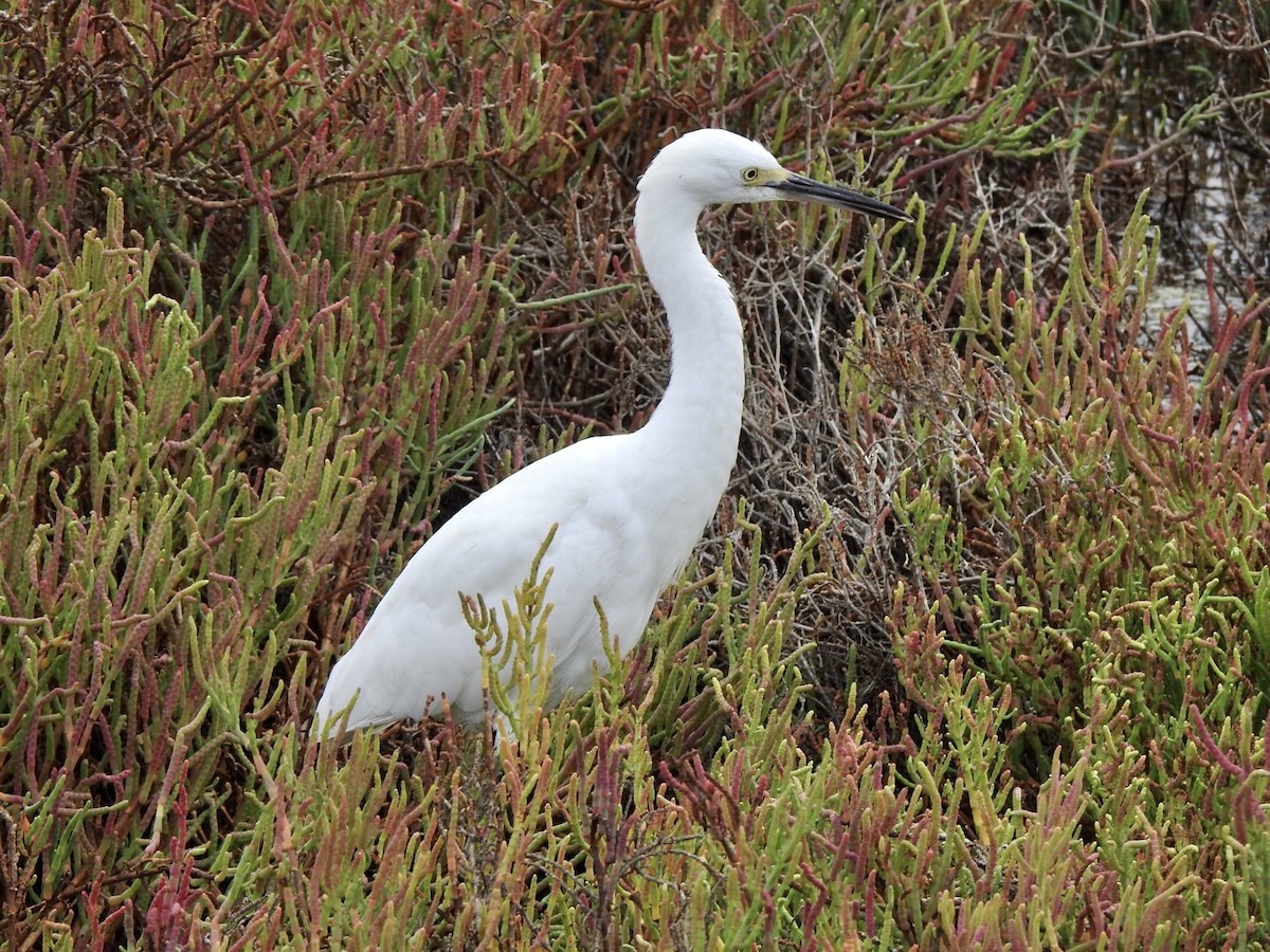 Snowy Egret - ML623923296