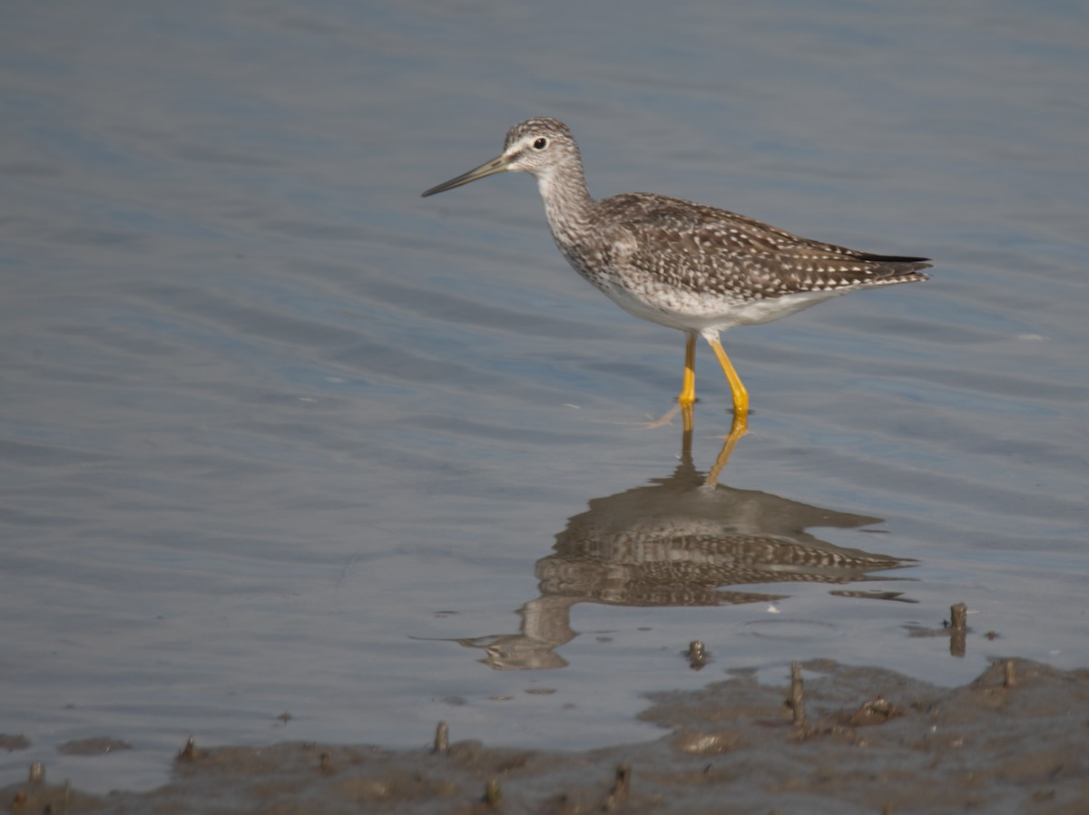 Greater Yellowlegs - ML623923300