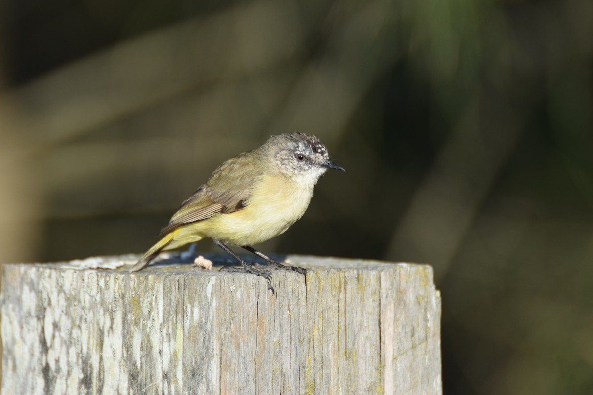 Yellow-rumped Thornbill - ML623923301