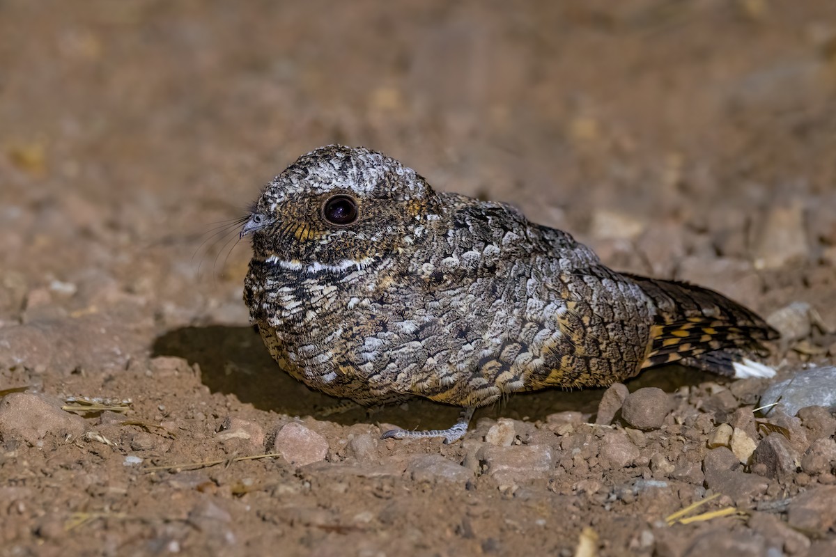 Common Poorwill - ML623923303