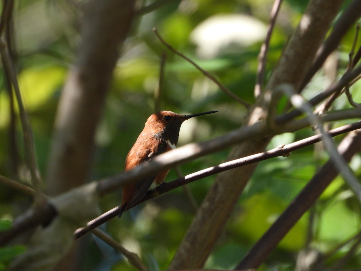 Rufous Hummingbird - ML623923312