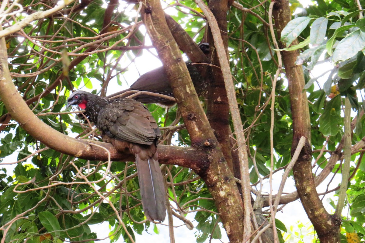 Dusky-legged Guan - ML623923313