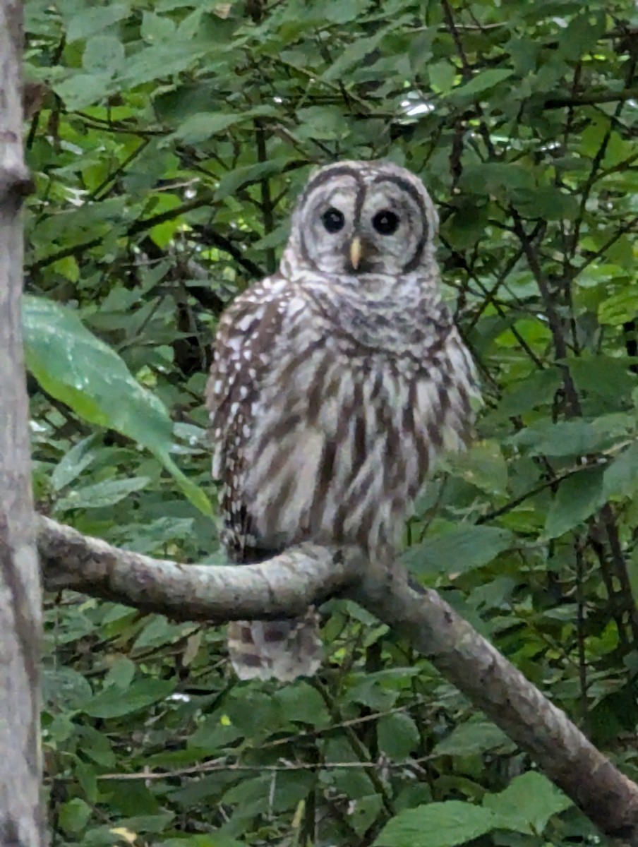 Barred Owl - ML623923318