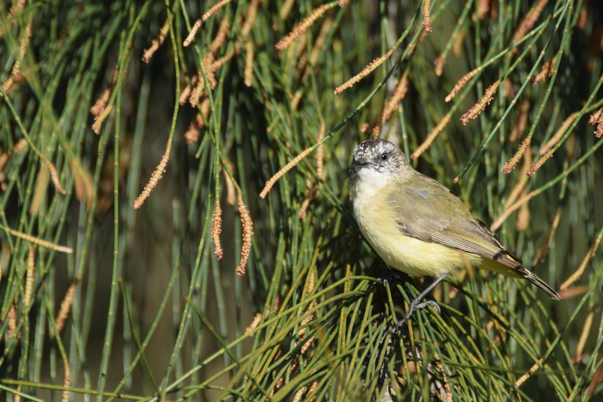 Yellow-rumped Thornbill - ML623923319