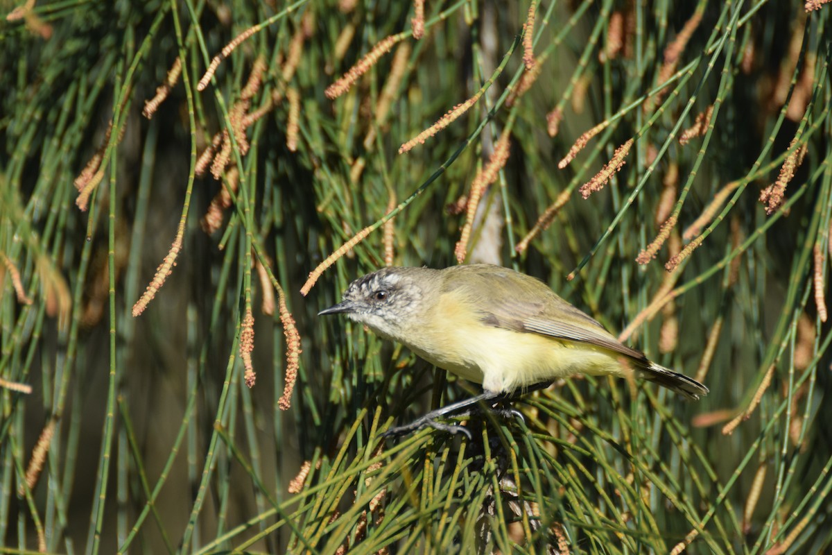 Yellow-rumped Thornbill - ML623923327