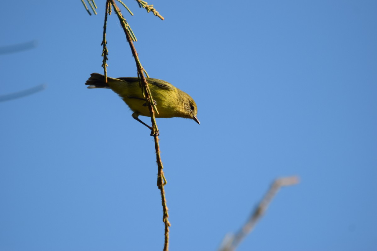 Yellow Thornbill - Jamin Dunn