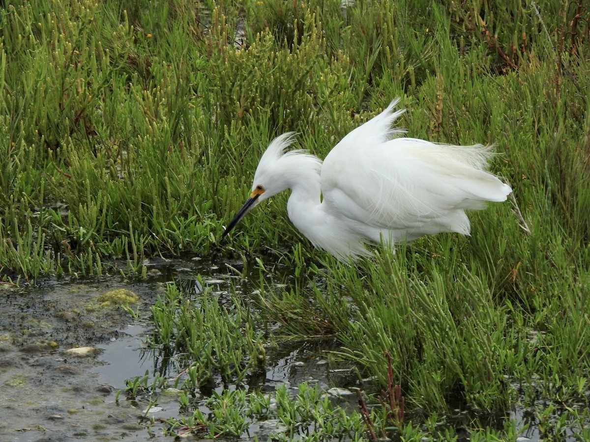 Snowy Egret - ML623923340