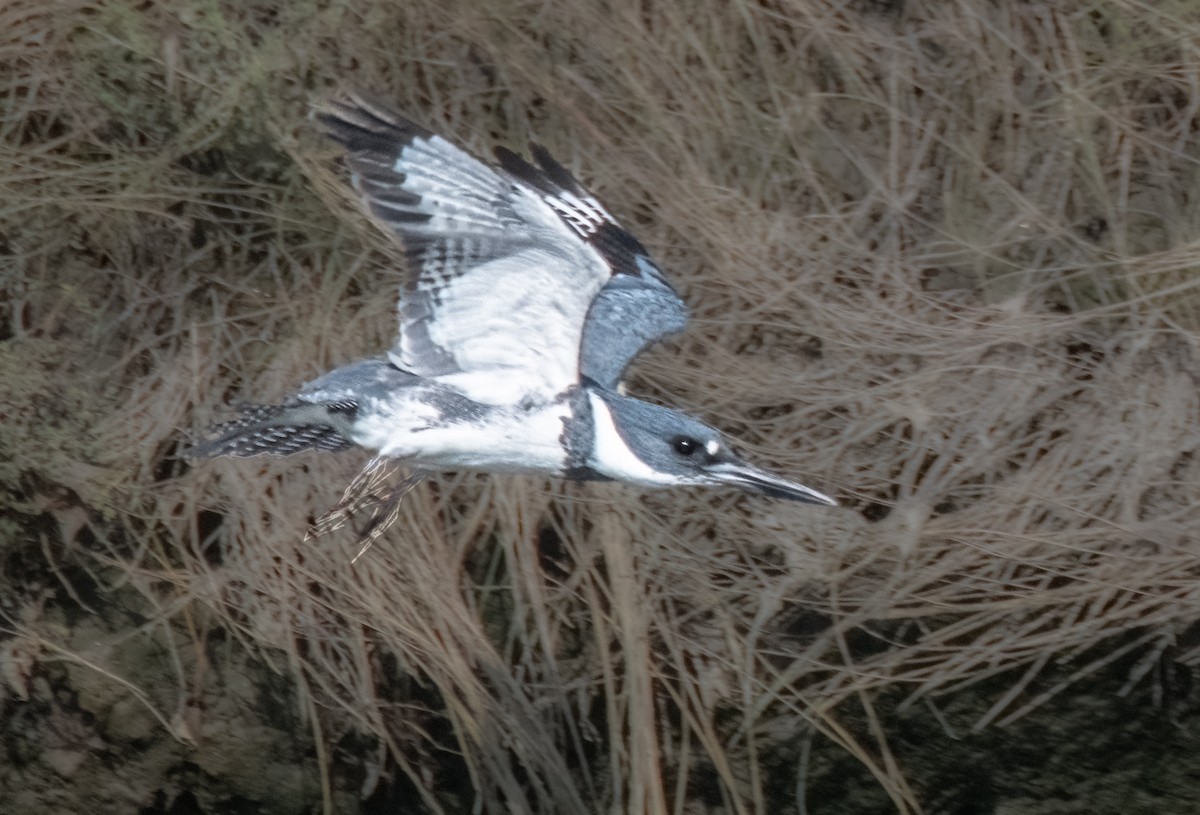 Belted Kingfisher - ML623923341