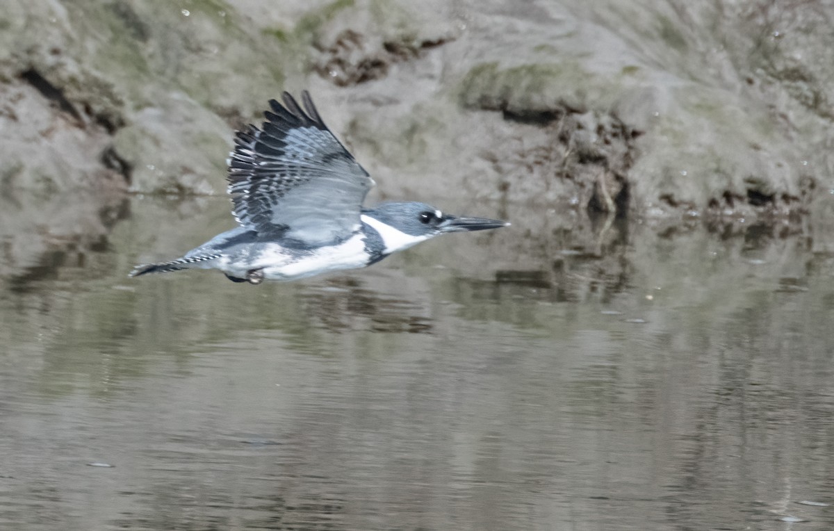 Belted Kingfisher - ML623923342