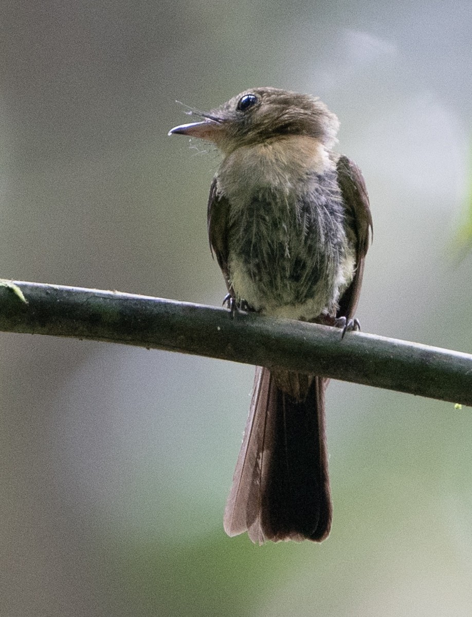 Whiskered Flycatcher - ML623923349