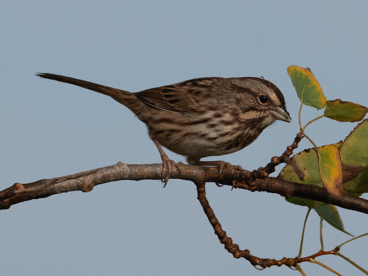 Song Sparrow - ML623923354