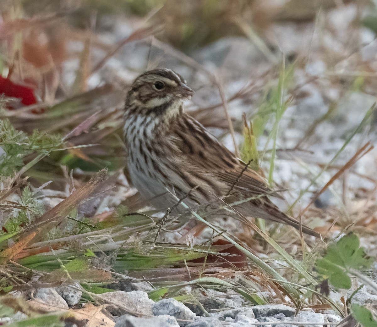 Savannah Sparrow - Pat Tomsho