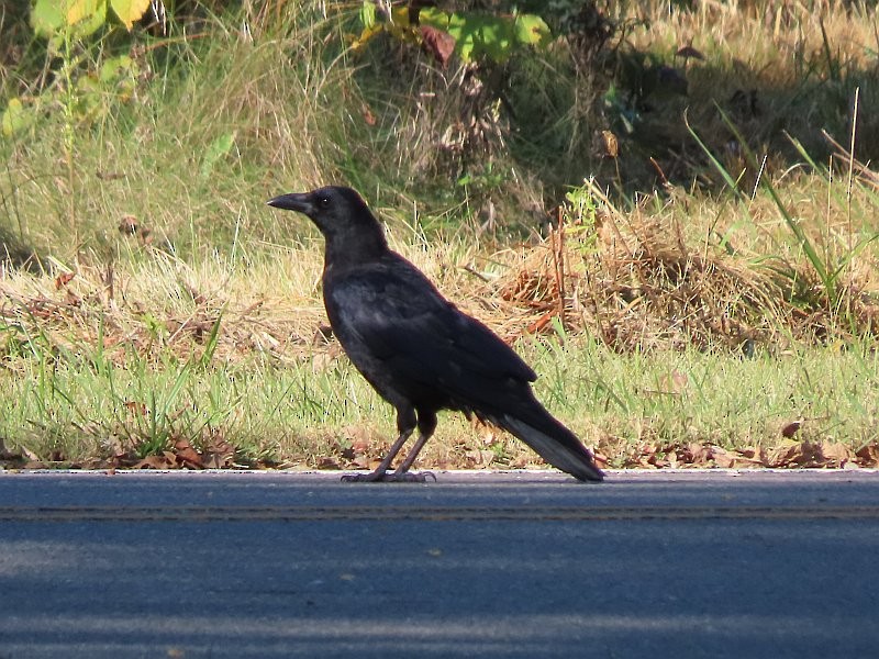 American Crow - ML623923368