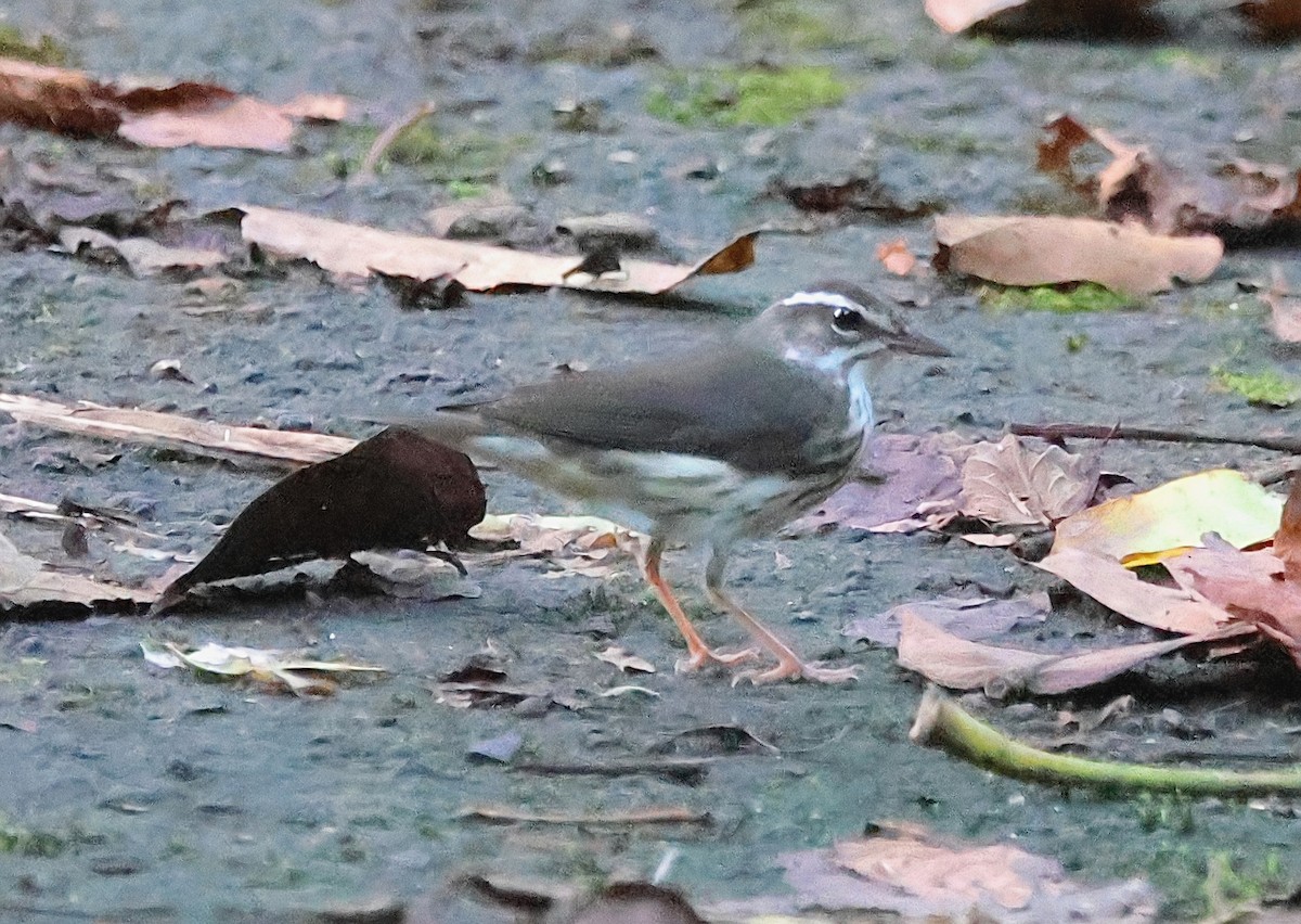 Louisiana Waterthrush - ML623923377