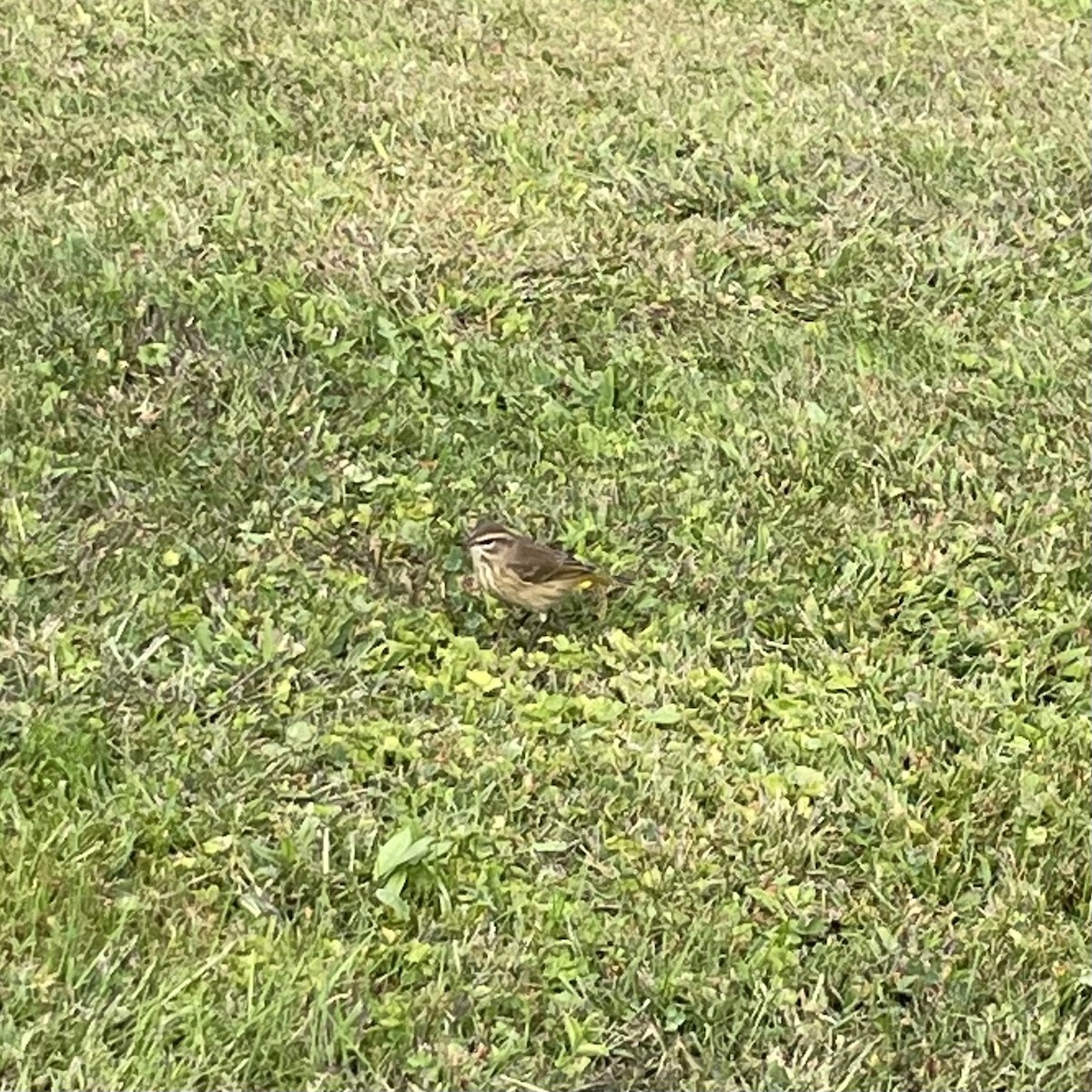 Palm Warbler (Western) - ML623923387