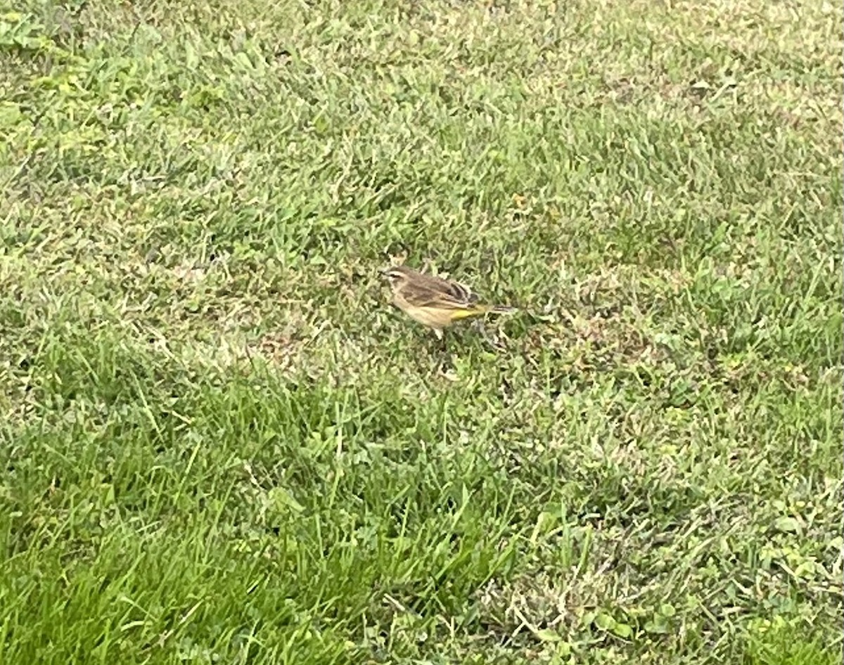 Palm Warbler (Western) - ML623923388