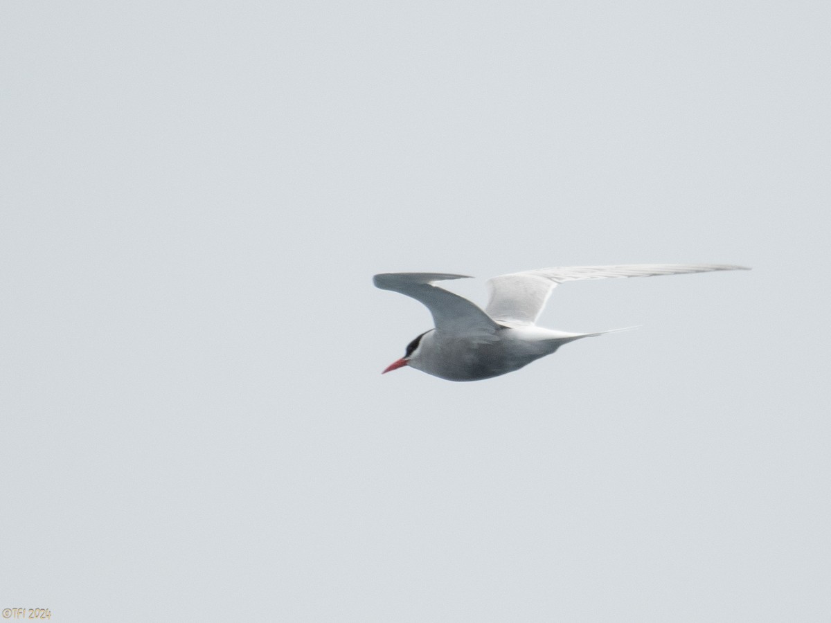 Antarctic Tern - ML623923397