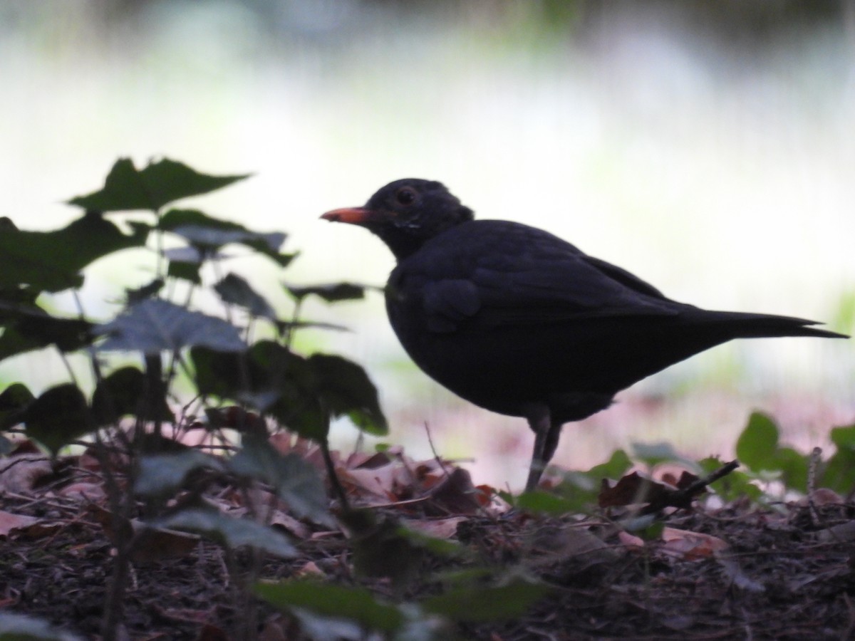 Eurasian Blackbird - ML623923401