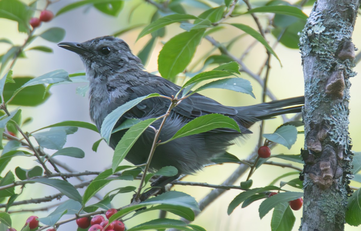 Gray Catbird - ML623923409