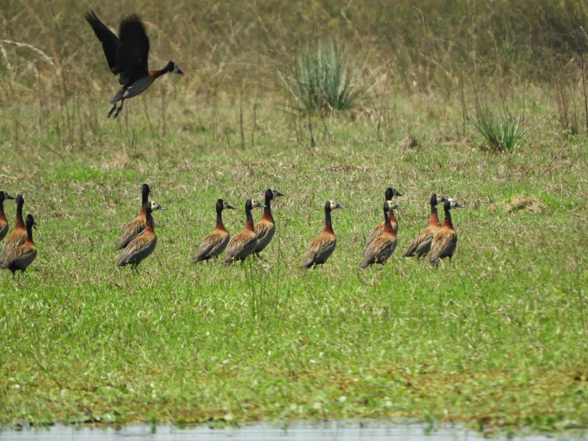 White-faced Whistling-Duck - ML623923411