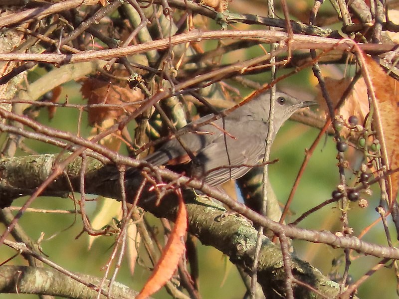 Gray Catbird - ML623923414