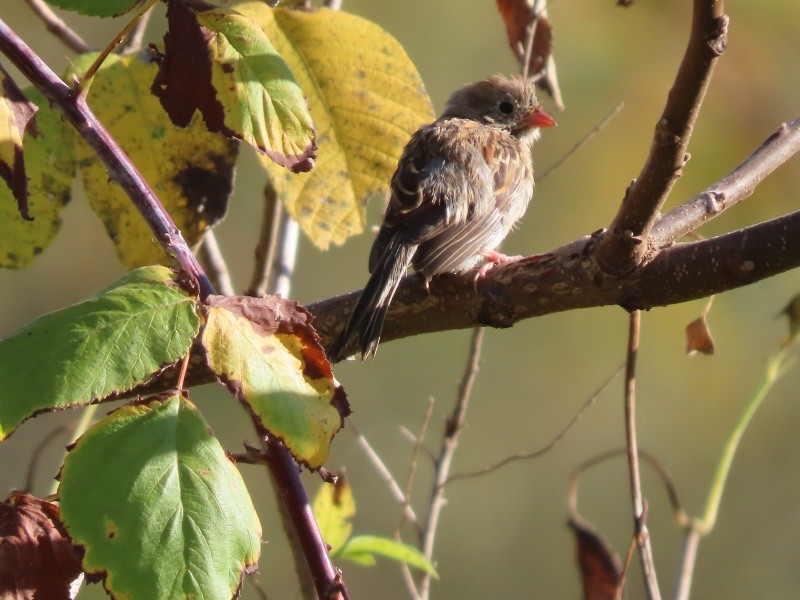 Field Sparrow - Tracy The Birder