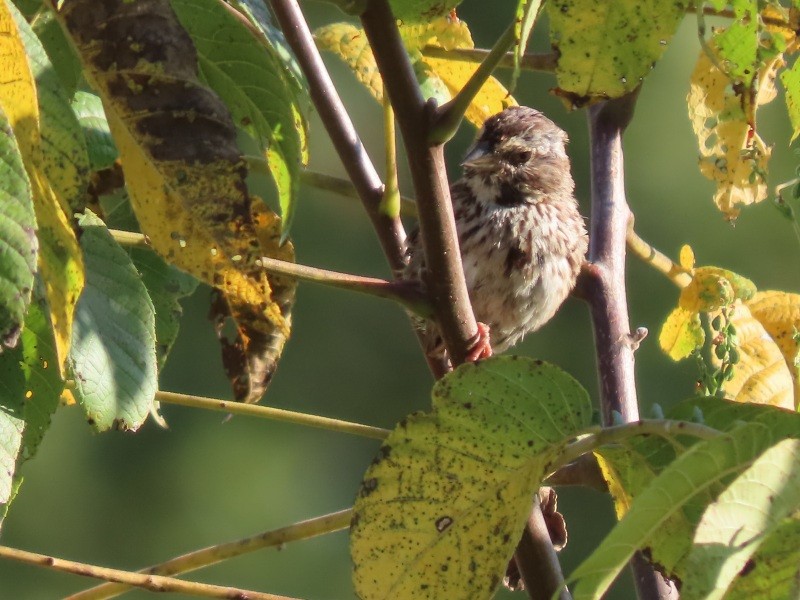 Song Sparrow - ML623923430