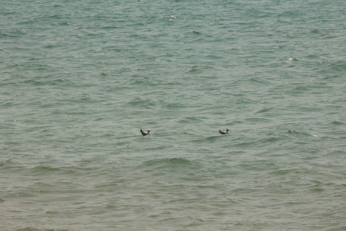 Gray-hooded Gull - ML623923437