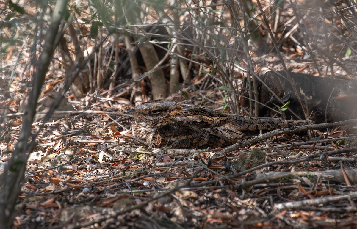 Red-necked Nightjar - ML623923442