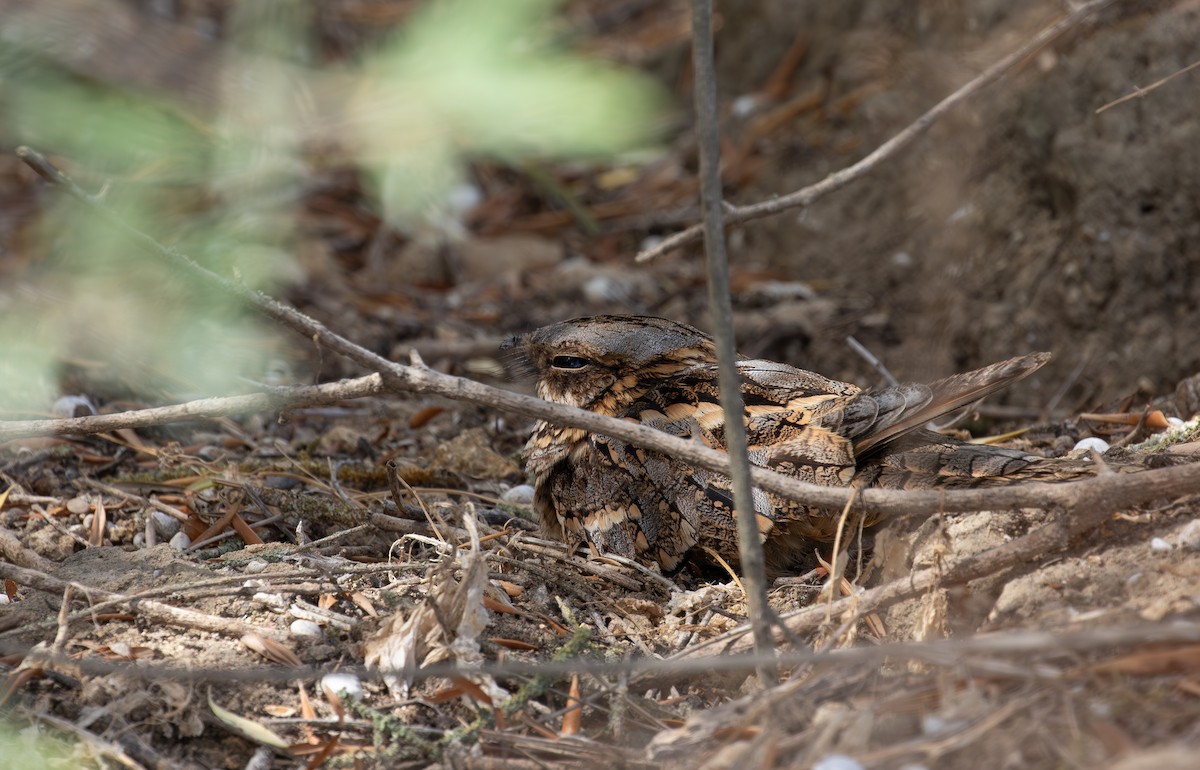 Red-necked Nightjar - ML623923443