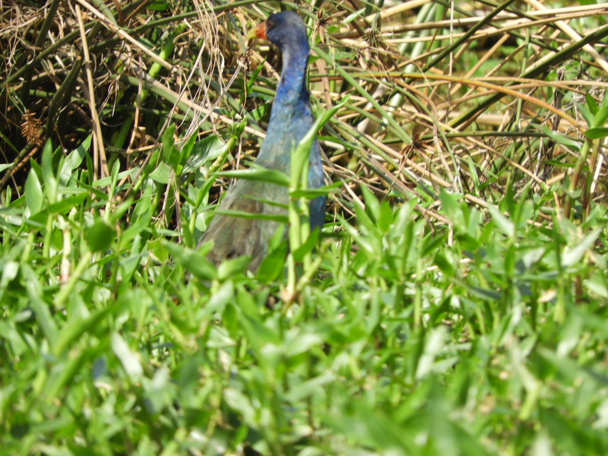 Purple Gallinule - ML623923451