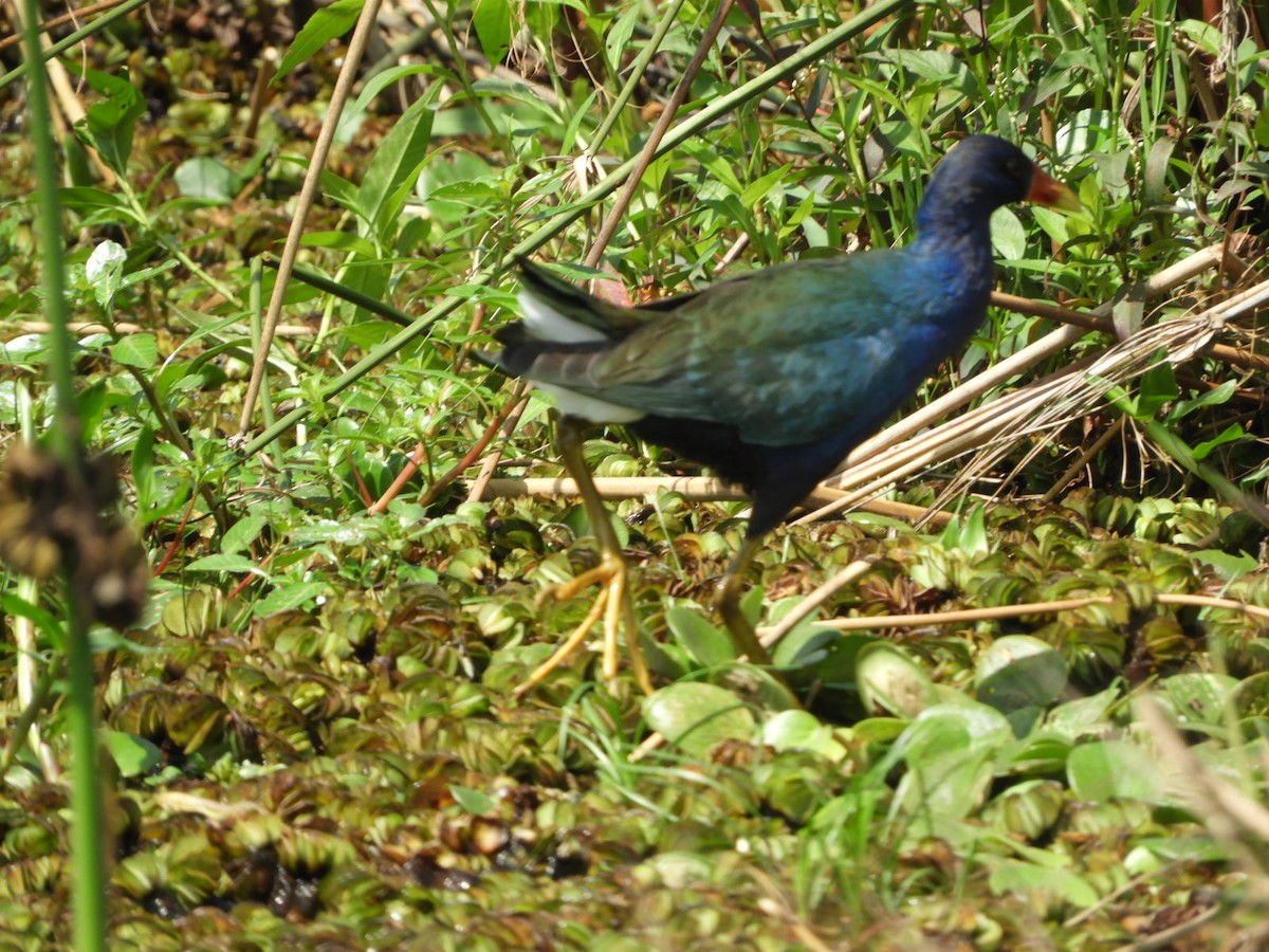 Pollo sultano della Martinica - ML623923452