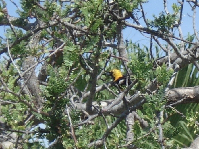 Hooded Oriole - ML623923453