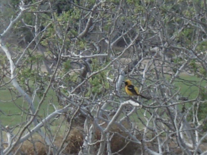 Oriole masqué - ML623923454