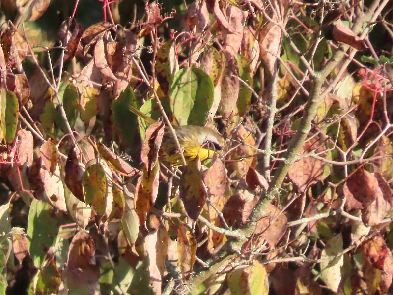 Common Yellowthroat - ML623923456