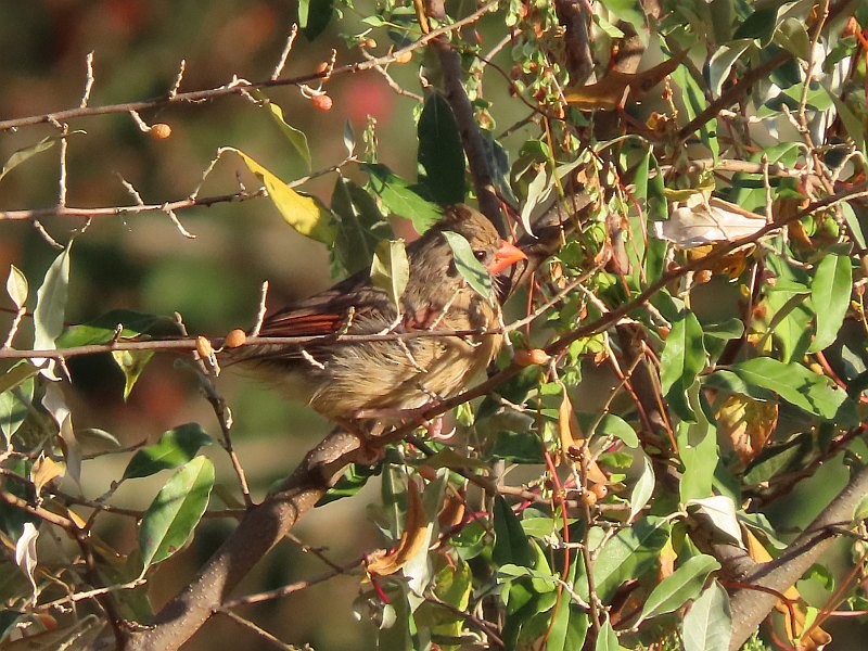 ショウジョウコウカンチョウ - ML623923463