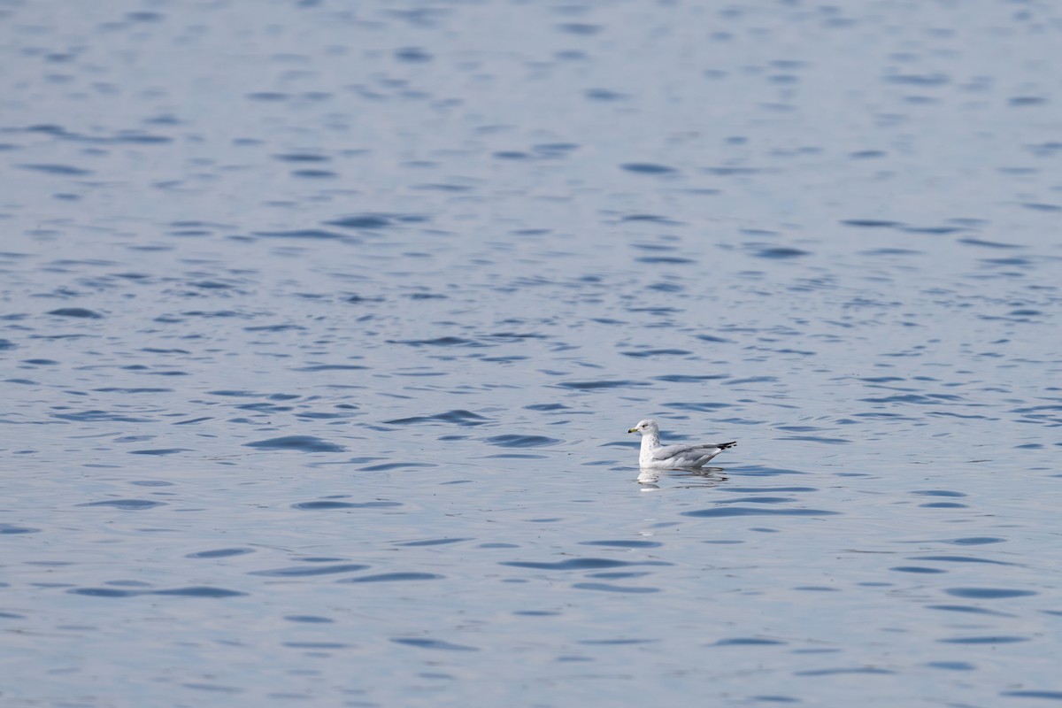 Ring-billed Gull - ML623923468