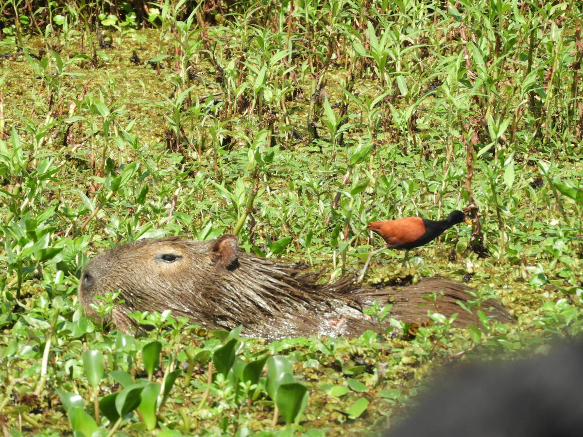 Wattled Jacana - ML623923469