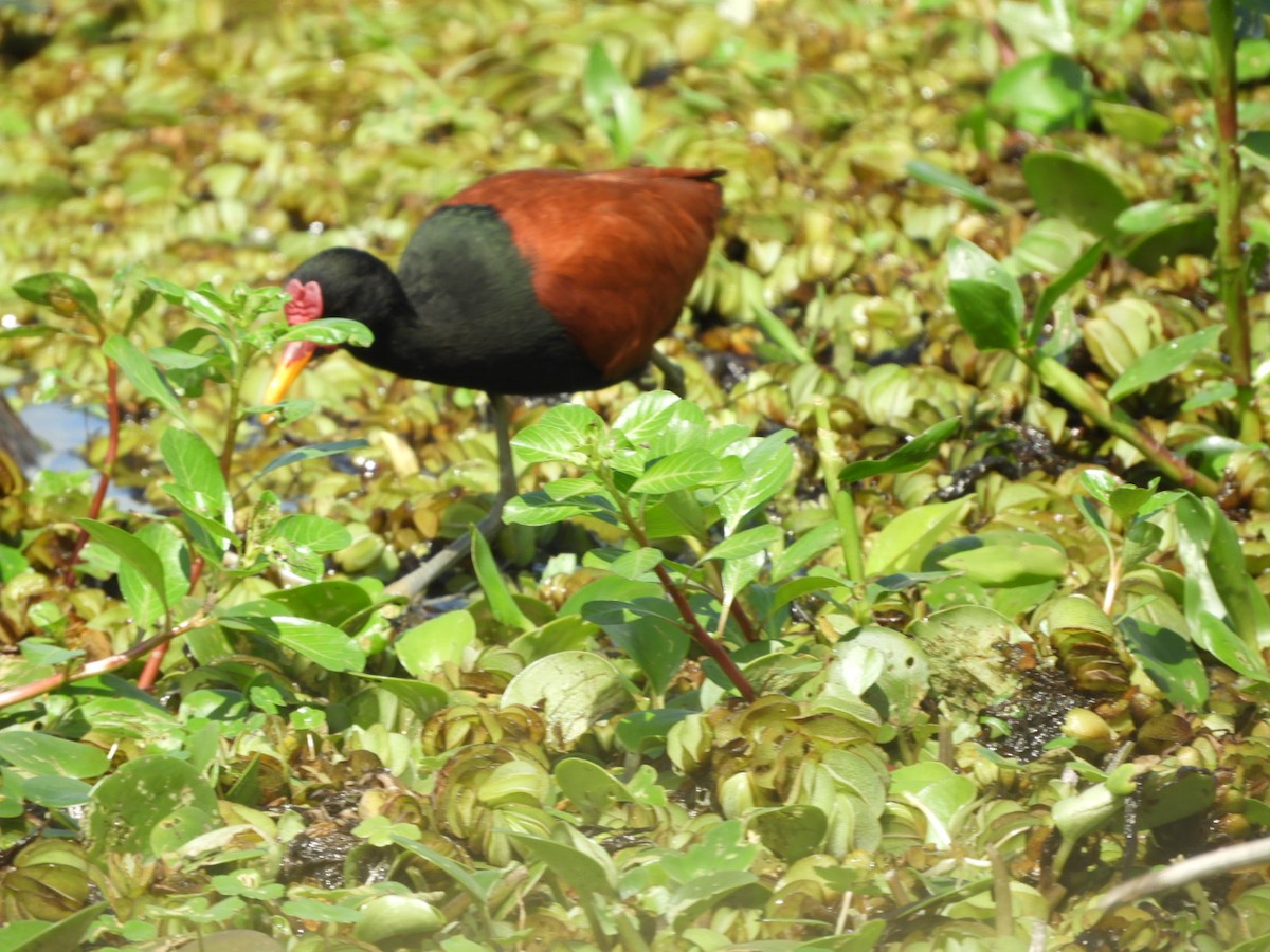 Wattled Jacana - ML623923473