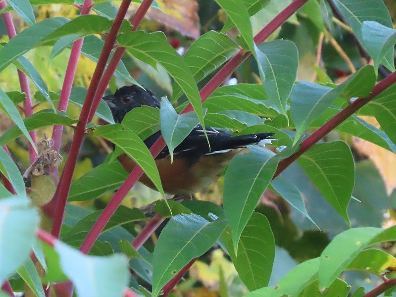 Eastern Towhee - Tracy The Birder